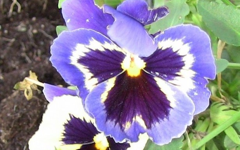 Stemorsblomst