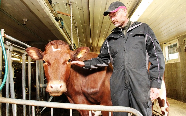 Torald Bergem i fjøset