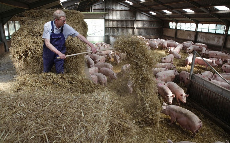 Bondegård med griser