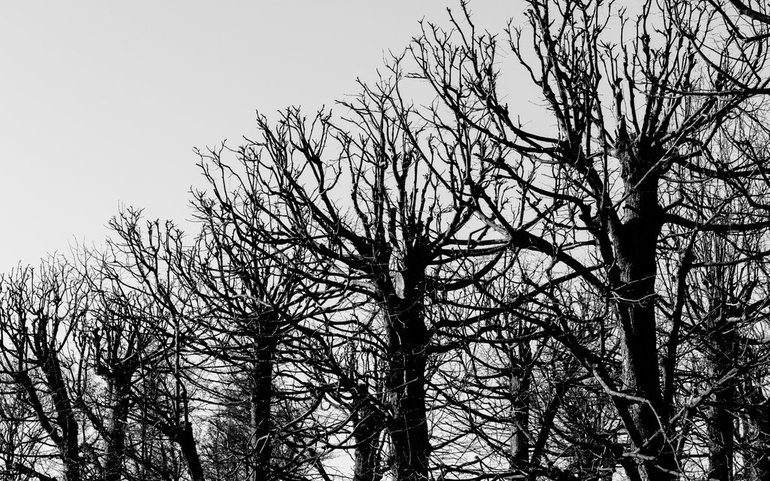 Nakne trær, vinter