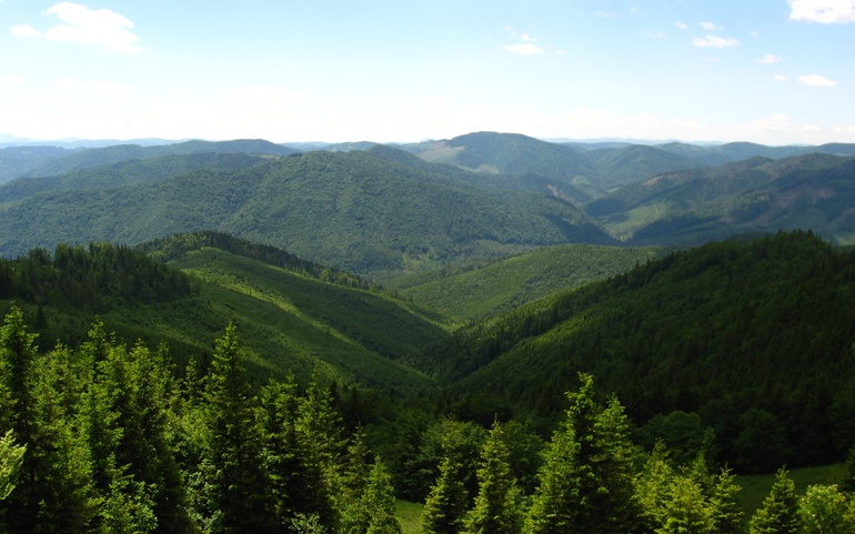 Skog og fjellandskap